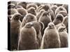 King Penguin (Aptenodytes Patagonicus) Chick Creche, Volunteer Point, East Falkland-Eleanor Scriven-Stretched Canvas