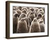 King Penguin (Aptenodytes Patagonicus) Chick Creche, Volunteer Point, East Falkland-Eleanor Scriven-Framed Photographic Print