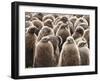 King Penguin (Aptenodytes Patagonicus) Chick Creche, Volunteer Point, East Falkland-Eleanor Scriven-Framed Photographic Print