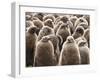 King Penguin (Aptenodytes Patagonicus) Chick Creche, Volunteer Point, East Falkland-Eleanor Scriven-Framed Photographic Print