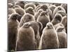 King Penguin (Aptenodytes Patagonicus) Chick Creche, Volunteer Point, East Falkland-Eleanor Scriven-Mounted Photographic Print