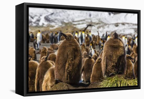 King Penguin (Aptenodytes Patagonicus) Chicks-Michael Nolan-Framed Stretched Canvas