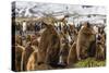 King Penguin (Aptenodytes Patagonicus) Chicks-Michael Nolan-Stretched Canvas