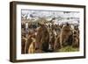 King Penguin (Aptenodytes Patagonicus) Chicks-Michael Nolan-Framed Photographic Print