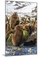 King Penguin (Aptenodytes Patagonicus) Chicks-Michael Nolan-Mounted Photographic Print