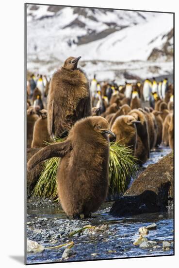 King Penguin (Aptenodytes Patagonicus) Chicks-Michael Nolan-Mounted Photographic Print