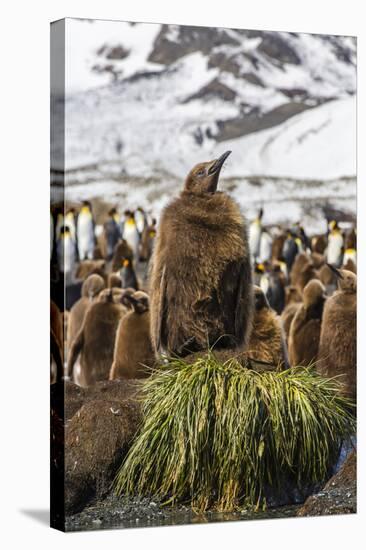 King Penguin (Aptenodytes Patagonicus) Chicks-Michael Nolan-Stretched Canvas