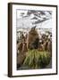 King Penguin (Aptenodytes Patagonicus) Chicks-Michael Nolan-Framed Photographic Print