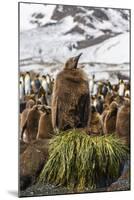 King Penguin (Aptenodytes Patagonicus) Chicks-Michael Nolan-Mounted Photographic Print