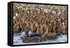 King Penguin (Aptenodytes Patagonicus) Chicks-Michael Nolan-Framed Stretched Canvas