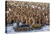 King Penguin (Aptenodytes Patagonicus) Chicks-Michael Nolan-Stretched Canvas