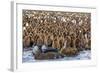 King Penguin (Aptenodytes Patagonicus) Chicks-Michael Nolan-Framed Photographic Print