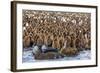 King Penguin (Aptenodytes Patagonicus) Chicks-Michael Nolan-Framed Photographic Print