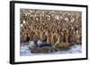 King Penguin (Aptenodytes Patagonicus) Chicks-Michael Nolan-Framed Photographic Print