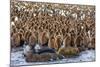 King Penguin (Aptenodytes Patagonicus) Chicks-Michael Nolan-Mounted Photographic Print