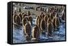 King Penguin (Aptenodytes Patagonicus) Chicks-Michael Nolan-Framed Stretched Canvas