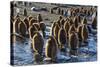 King Penguin (Aptenodytes Patagonicus) Chicks-Michael Nolan-Stretched Canvas