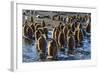 King Penguin (Aptenodytes Patagonicus) Chicks-Michael Nolan-Framed Photographic Print