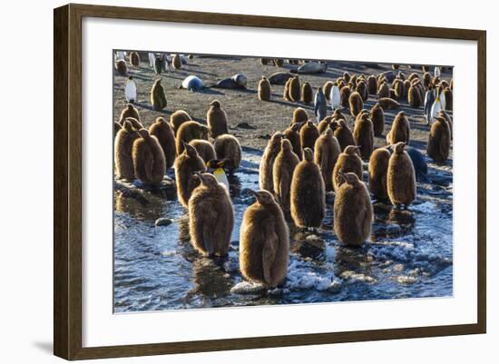 King Penguin (Aptenodytes Patagonicus) Chicks-Michael Nolan-Framed Photographic Print