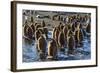 King Penguin (Aptenodytes Patagonicus) Chicks-Michael Nolan-Framed Photographic Print