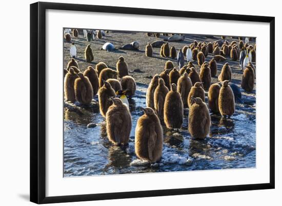 King Penguin (Aptenodytes Patagonicus) Chicks-Michael Nolan-Framed Photographic Print