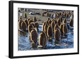 King Penguin (Aptenodytes Patagonicus) Chicks-Michael Nolan-Framed Photographic Print