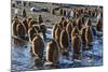 King Penguin (Aptenodytes Patagonicus) Chicks-Michael Nolan-Mounted Photographic Print