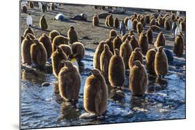 King Penguin (Aptenodytes Patagonicus) Chicks-Michael Nolan-Mounted Photographic Print