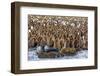 King Penguin (Aptenodytes Patagonicus) Chicks-Michael Nolan-Framed Photographic Print