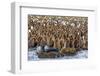 King Penguin (Aptenodytes Patagonicus) Chicks-Michael Nolan-Framed Photographic Print