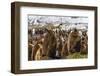 King Penguin (Aptenodytes Patagonicus) Chicks-Michael Nolan-Framed Photographic Print