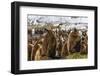 King Penguin (Aptenodytes Patagonicus) Chicks-Michael Nolan-Framed Photographic Print