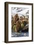 King Penguin (Aptenodytes Patagonicus) Chicks-Michael Nolan-Framed Photographic Print