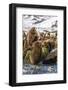 King Penguin (Aptenodytes Patagonicus) Chicks-Michael Nolan-Framed Photographic Print