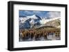 King Penguin (Aptenodytes Patagonicus) Chicks-Michael Nolan-Framed Photographic Print