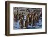 King Penguin (Aptenodytes Patagonicus) Chicks-Michael Nolan-Framed Photographic Print