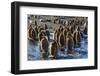 King Penguin (Aptenodytes Patagonicus) Chicks-Michael Nolan-Framed Photographic Print