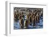 King Penguin (Aptenodytes Patagonicus) Chicks-Michael Nolan-Framed Photographic Print