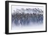 King Penguin (Aptenodytes patagonicus) colony, huddled together during snowstorm, South Georgia-David Tipling-Framed Photographic Print