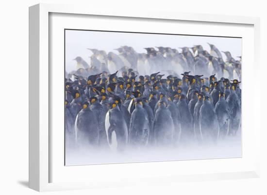 King Penguin (Aptenodytes patagonicus) colony, huddled together during snowstorm, South Georgia-David Tipling-Framed Photographic Print