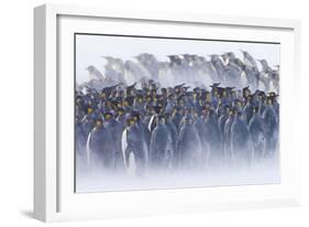 King Penguin (Aptenodytes patagonicus) colony, huddled together during snowstorm, South Georgia-David Tipling-Framed Photographic Print