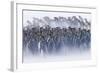 King Penguin (Aptenodytes patagonicus) colony, huddled together during snowstorm, South Georgia-David Tipling-Framed Photographic Print