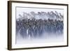 King Penguin (Aptenodytes patagonicus) colony, huddled together during snowstorm, South Georgia-David Tipling-Framed Photographic Print
