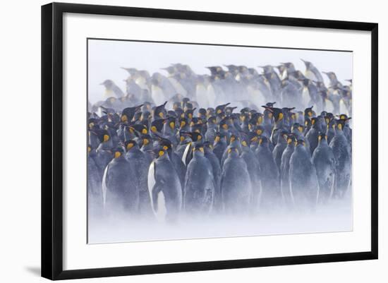 King Penguin (Aptenodytes patagonicus) colony, huddled together during snowstorm, South Georgia-David Tipling-Framed Photographic Print