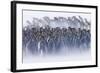 King Penguin (Aptenodytes patagonicus) colony, huddled together during snowstorm, South Georgia-David Tipling-Framed Photographic Print