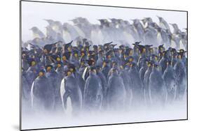 King Penguin (Aptenodytes patagonicus) colony, huddled together during snowstorm, South Georgia-David Tipling-Mounted Photographic Print