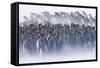 King Penguin (Aptenodytes patagonicus) colony, huddled together during snowstorm, South Georgia-David Tipling-Framed Stretched Canvas