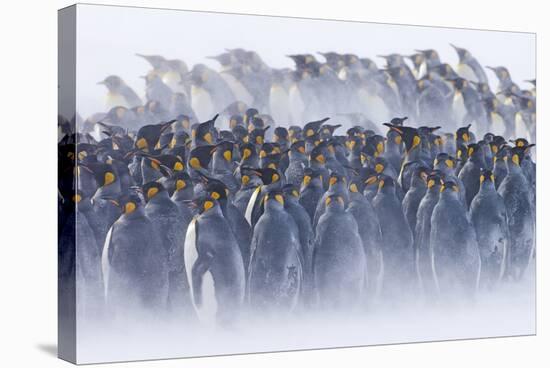 King Penguin (Aptenodytes patagonicus) colony, huddled together during snowstorm, South Georgia-David Tipling-Stretched Canvas