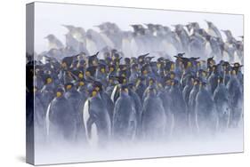 King Penguin (Aptenodytes patagonicus) colony, huddled together during snowstorm, South Georgia-David Tipling-Stretched Canvas