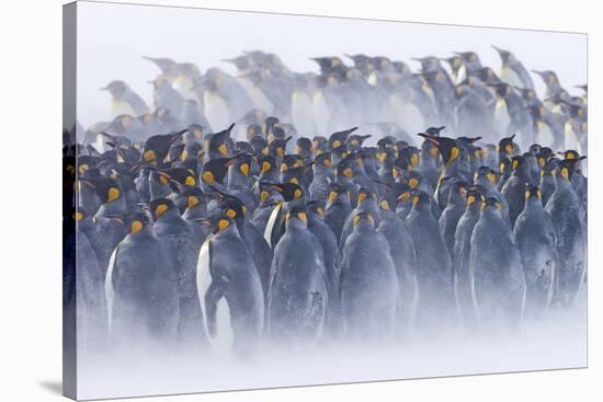 King Penguin (Aptenodytes patagonicus) colony, huddled together during snowstorm, South Georgia-David Tipling-Stretched Canvas